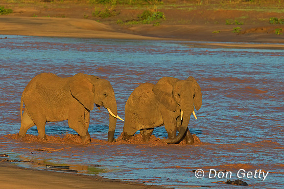 Elephant
