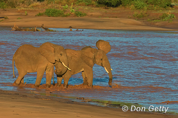 Elephant