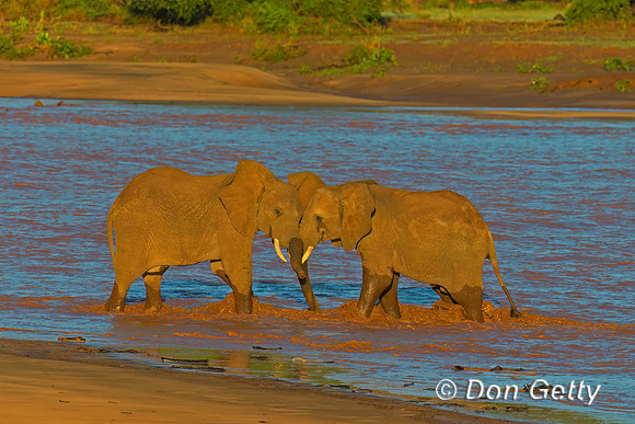 Elephant