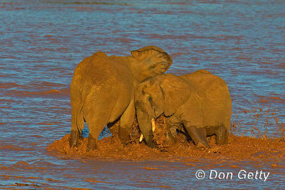 Elephant
