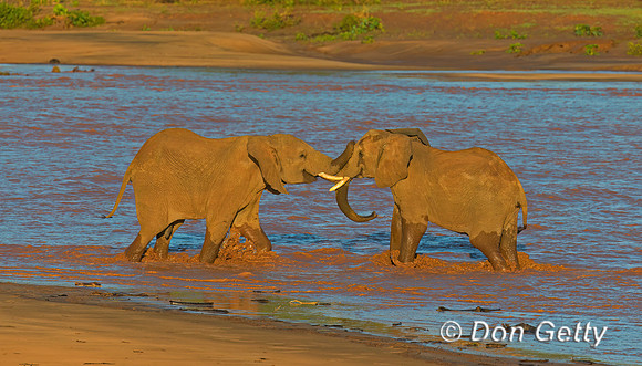 Elephant