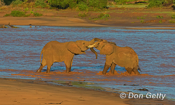 Elephant