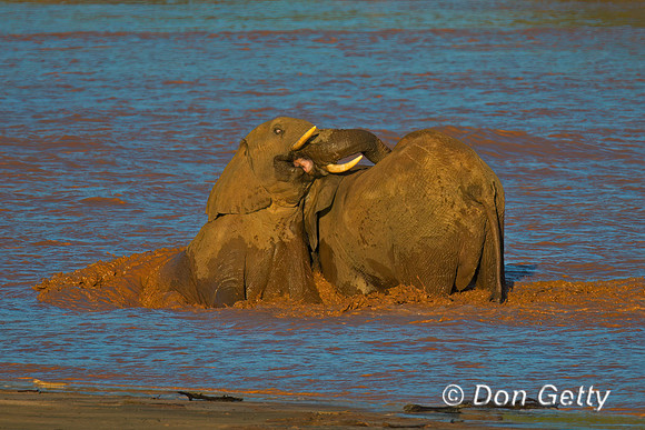 Elephant