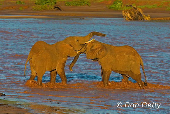 Elephant