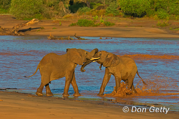 Elephant