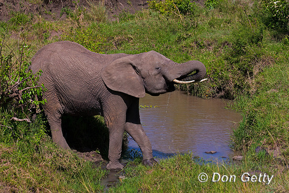 Elephant