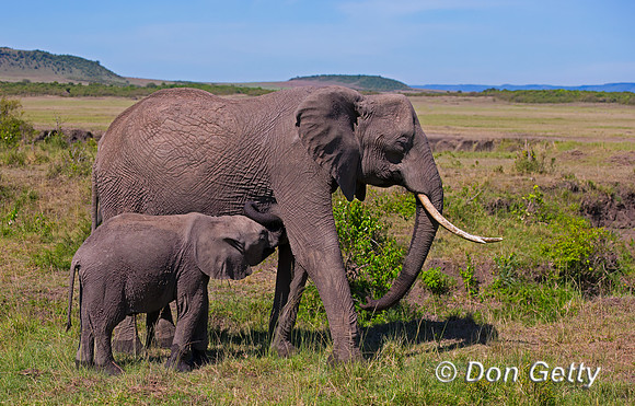 Elephant