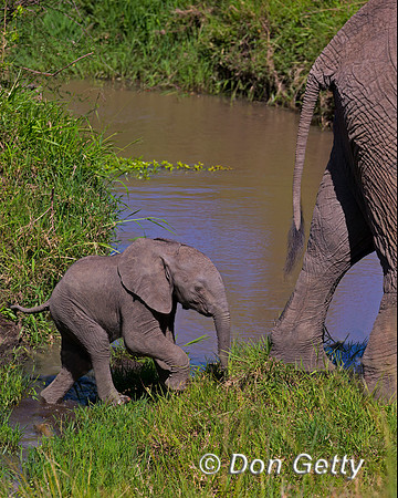 Elephant