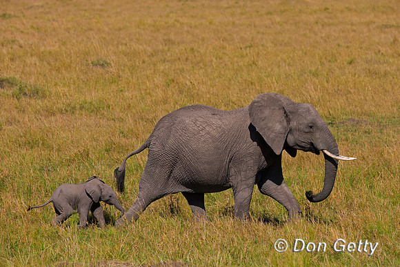 Elephant