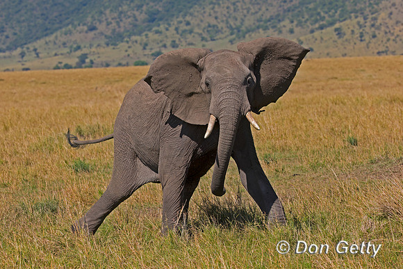 Elephant