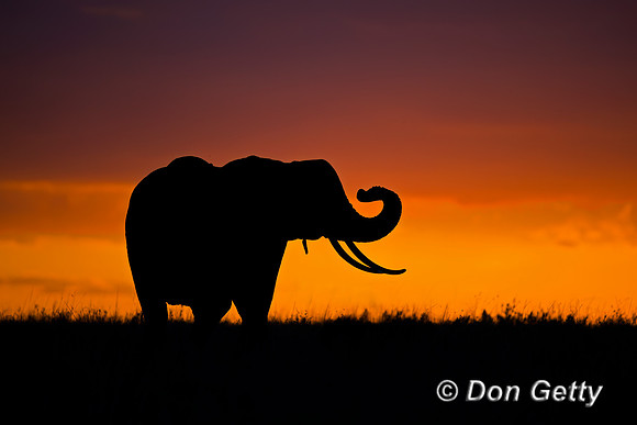 Elephant