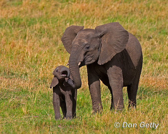 Elephant