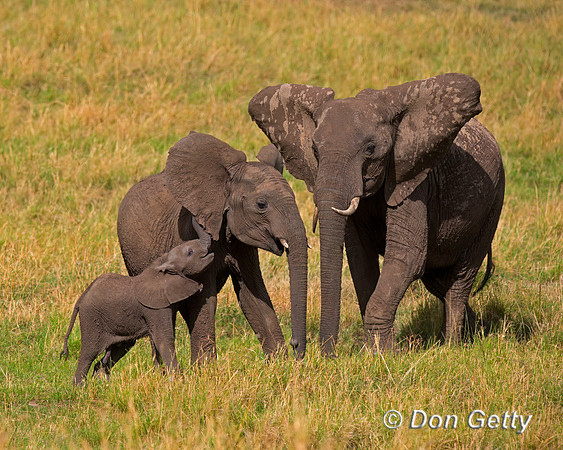 Elephant