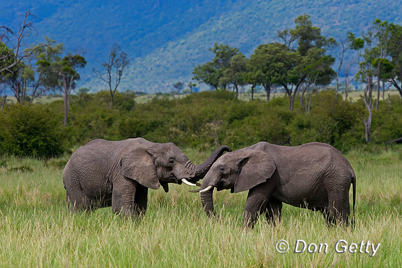 Elephant