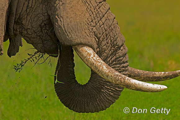 Elephant