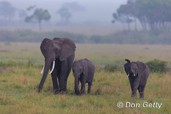 Elephant