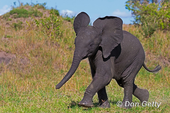 Elephant