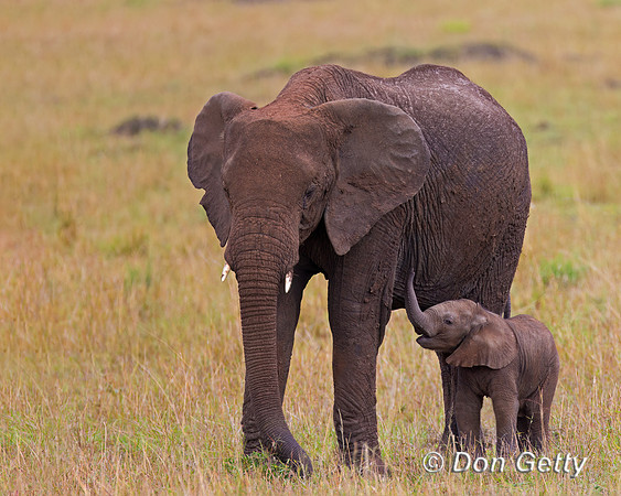 Elephant