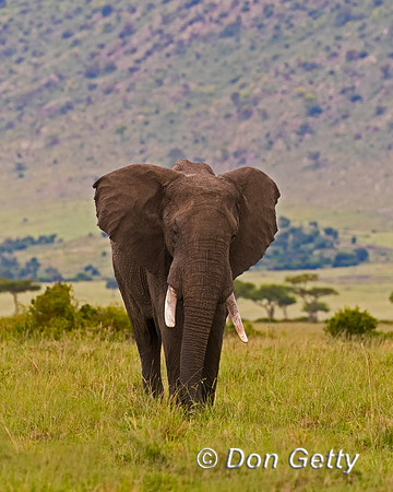 Elephant