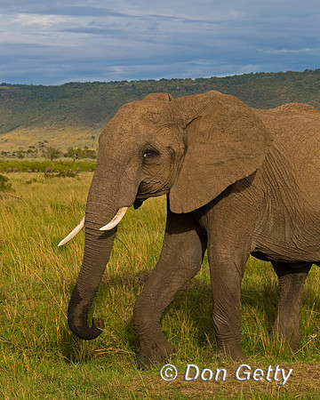 Elephant