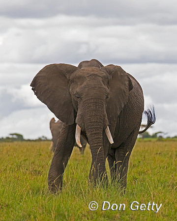 Elephant