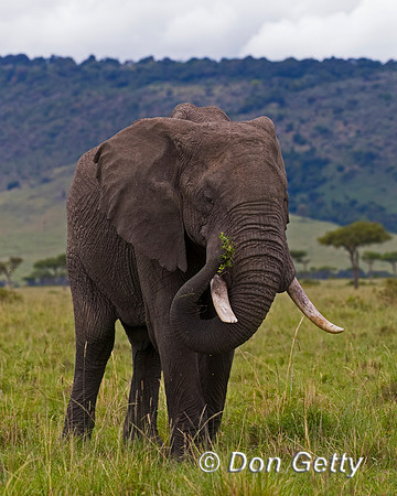 Elephant