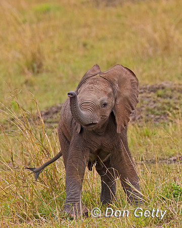 Elephant