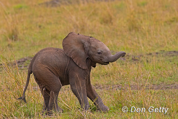 Elephant