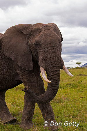 Elephant