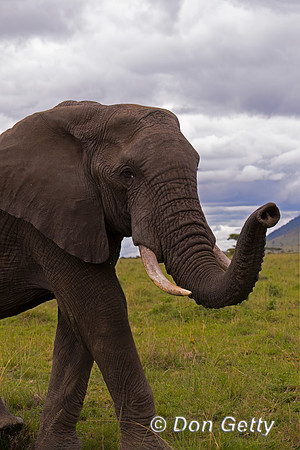 Elephant