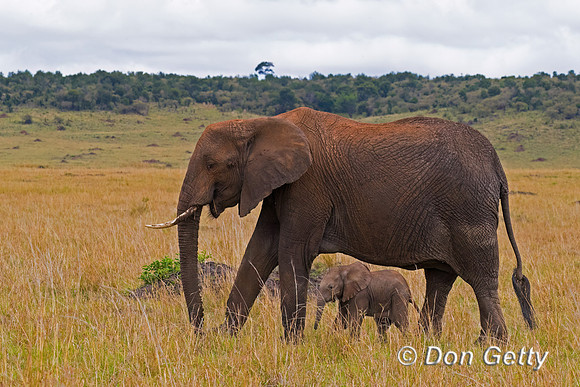 Elephant