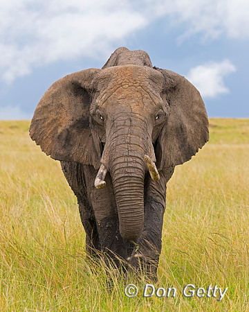 Elephant