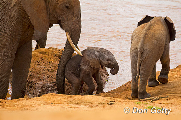 Elephant