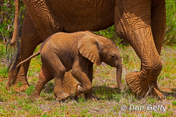 Elephant