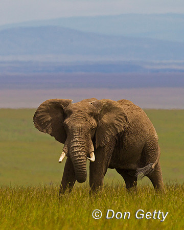 Elephant