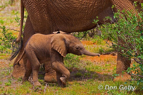 Elephant