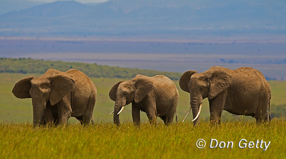 Elephant
