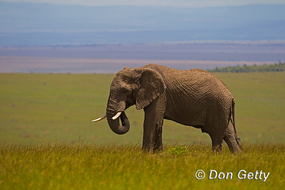Elephant