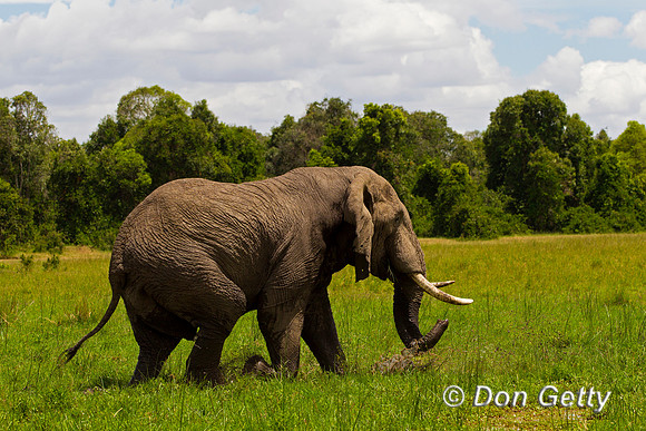 Elephant