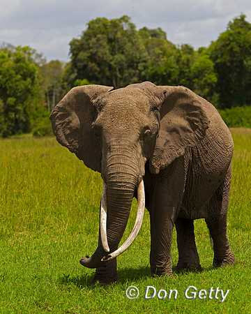 Elephant