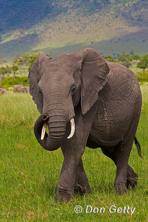 Elephant