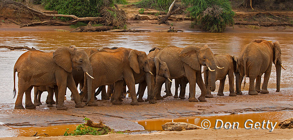 Elephant