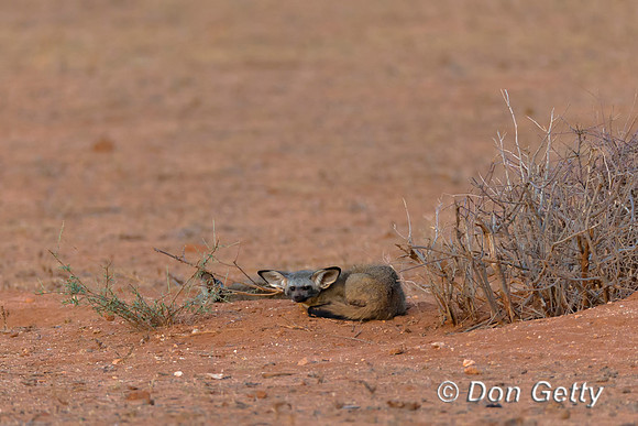 Bat-eared Fox