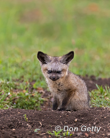 Bat-eared Fox