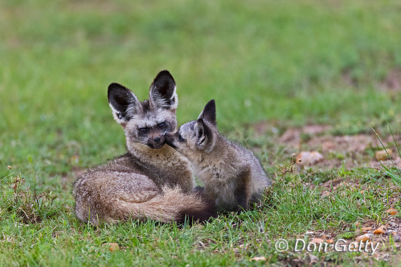 Bat-eared Fox