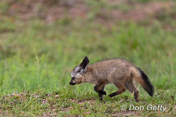 Bat-eared Fox