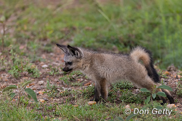Bat-eared Fox