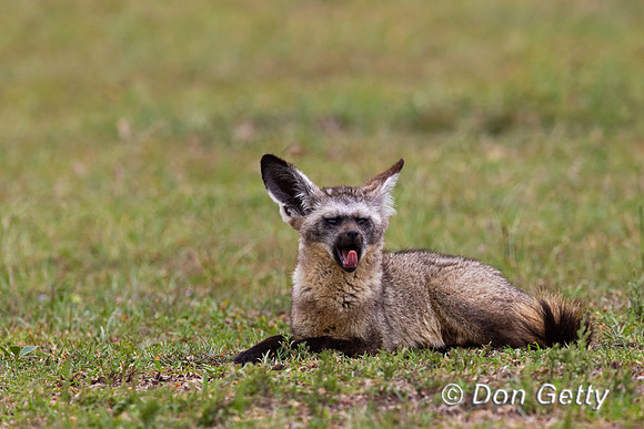 Bat-eared Fox