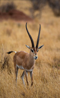 Grants Gazelle