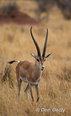 Grants Gazelle